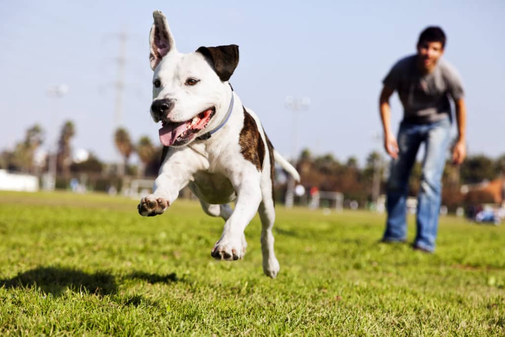 Does the One Dog Bite Rule Apply in Maryland?